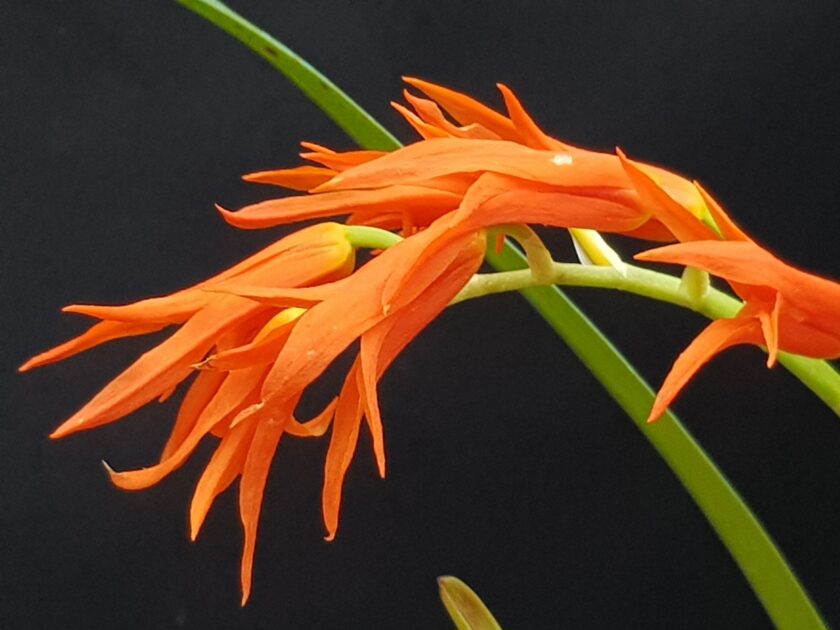Ada aurantiaca
