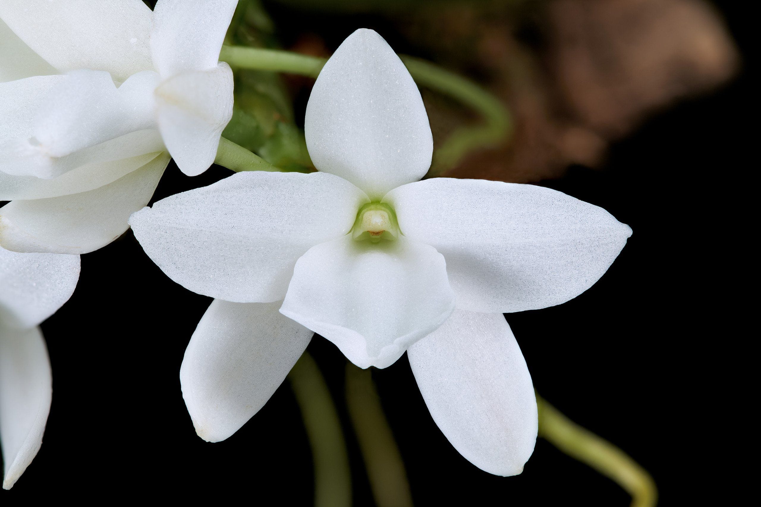 Uprawa i Pielęgnacja Storczyka Aerangis fastuosa