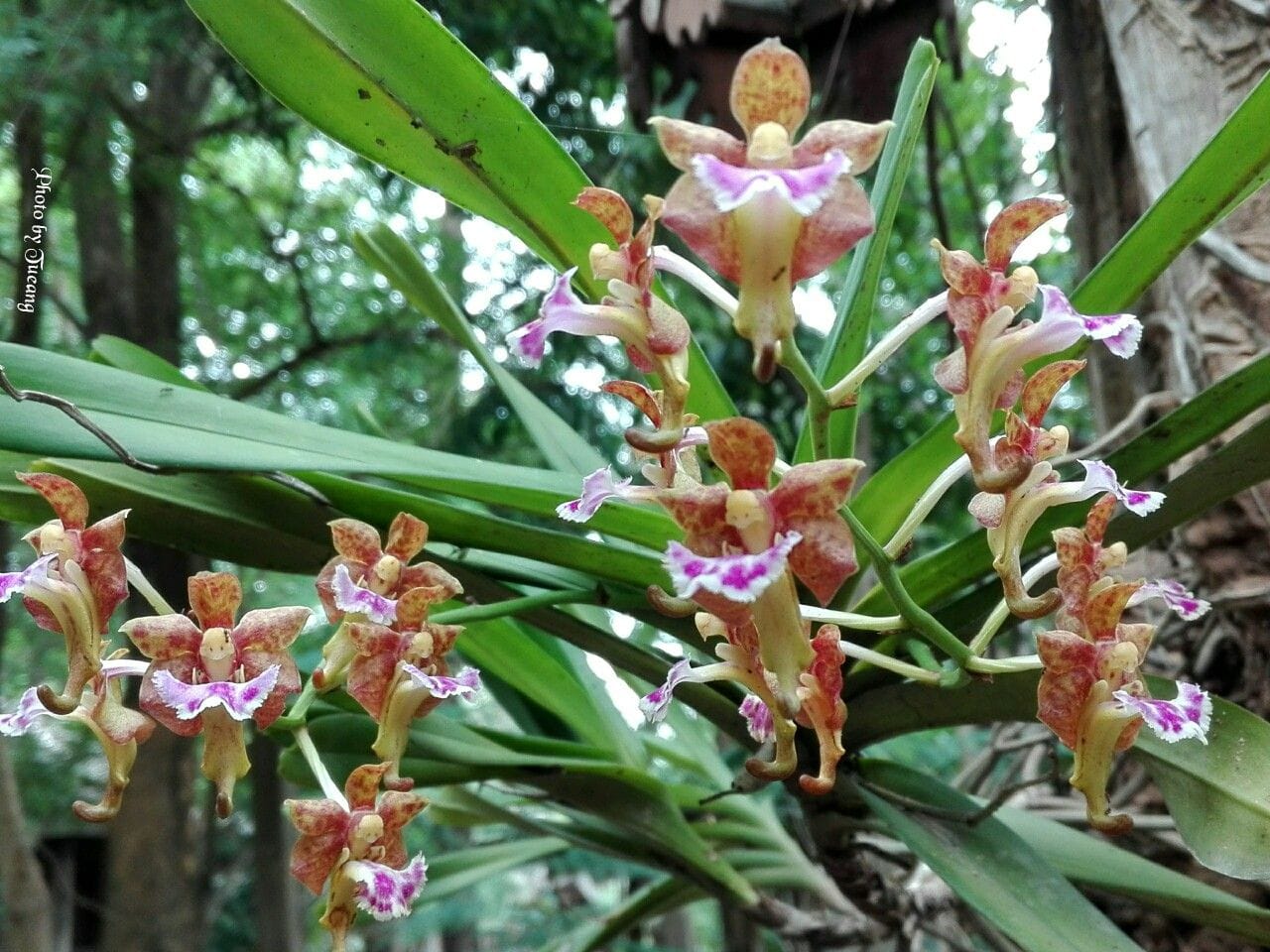 Aerides flabellata – poradnik po uprawie i pielęgnacji