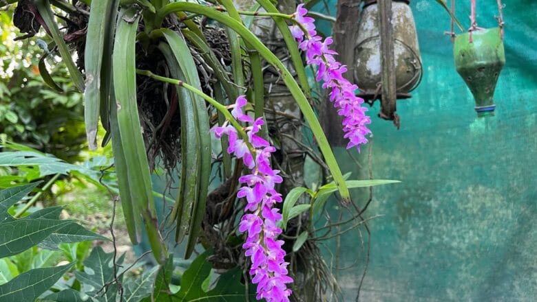Uprawa storczyka Aerides multiflora – praktyczny poradnik