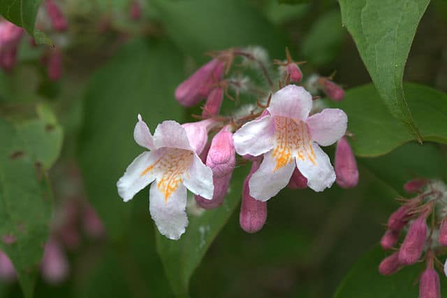Kolkwitzia amabilis kwiaty