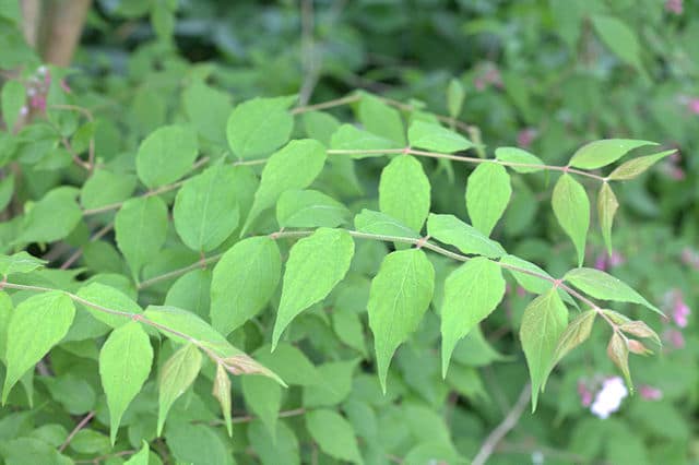 Kolkwitzia amabilis liście