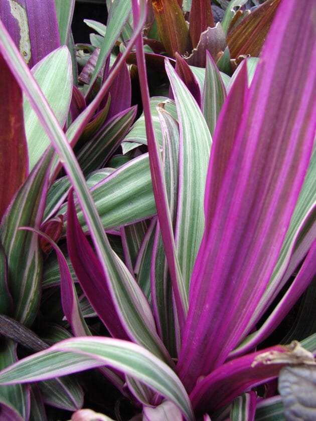 Tradescantia spathacea