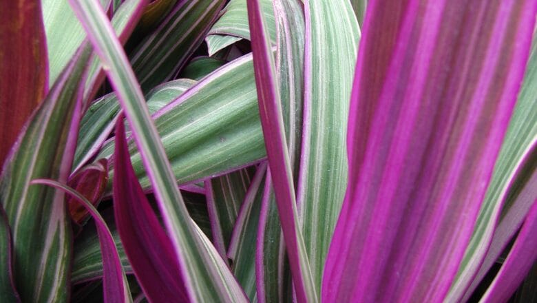 Reo meksykańskie (Tradescantia spathacea) – poradnik uprawy