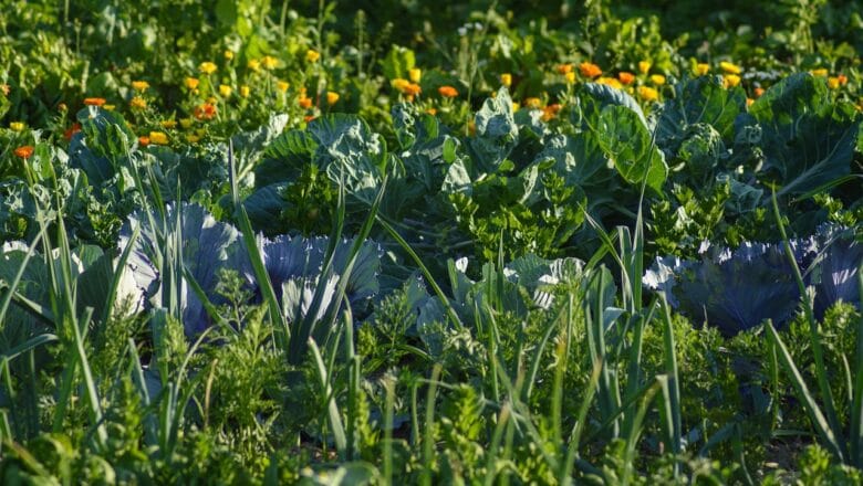 Dobre sąsiedztwo roślin warzywnych – poradnik