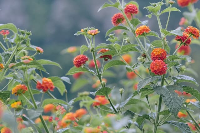 Rośliny ogrodowe o oryginalnym zapachu