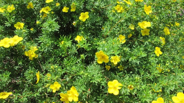 Pięciornik krzewiasty(Potentilla fruticosa) poradnik uprawy