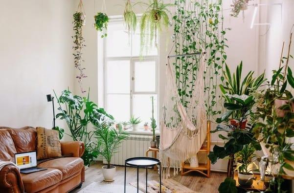 Mieszkanie w zielonych pnączach – krótki przewodnik