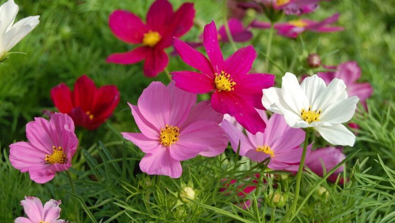 Kwiaty jednoroczne siane do gruntu, cz.2