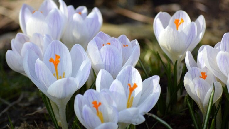 Kwiaty cebulowe do ogrodu – kwitnące na biało