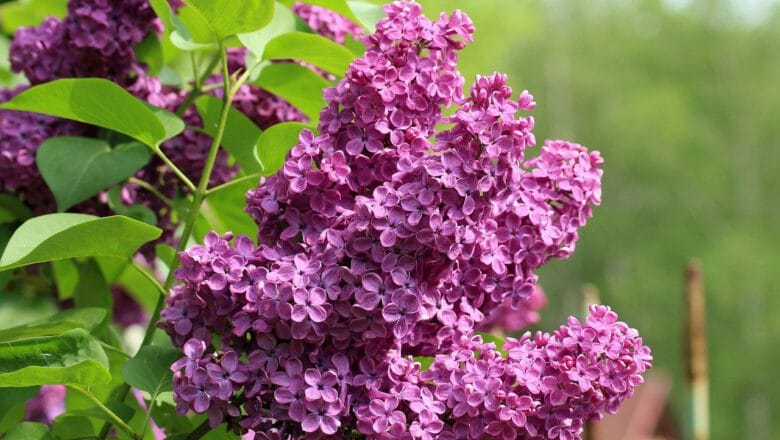 Maj w ogrodzie – Najważniejsze Prace i Porady Ogrodnicze