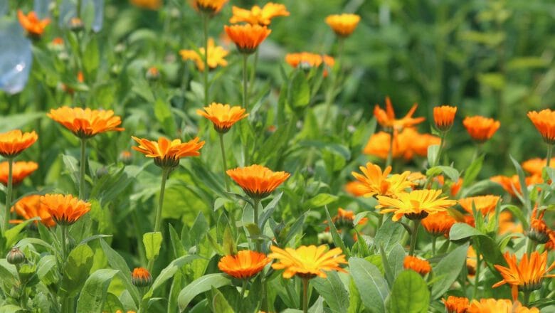 Kwiaty jednoroczne siane do gruntu, cz.1