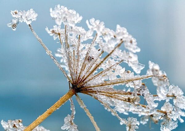 Wiosenne przymrozki, czy chronić przed nimi rośliny?