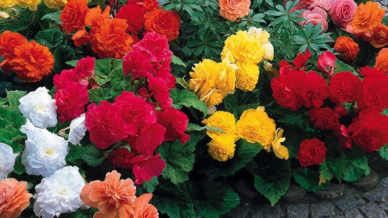 Begonia bulwiasta i Dalia ogrodowa – poradnik uprawy