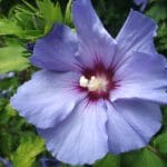 Ketmia syryjska (Hibiscus syriacus) – piękny krzew ogrodowy