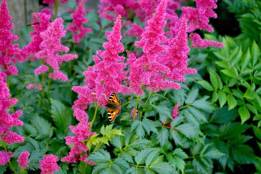 Tawułka Arendsa (Astilbe x arendsii) – Przewodnik po Uprawie