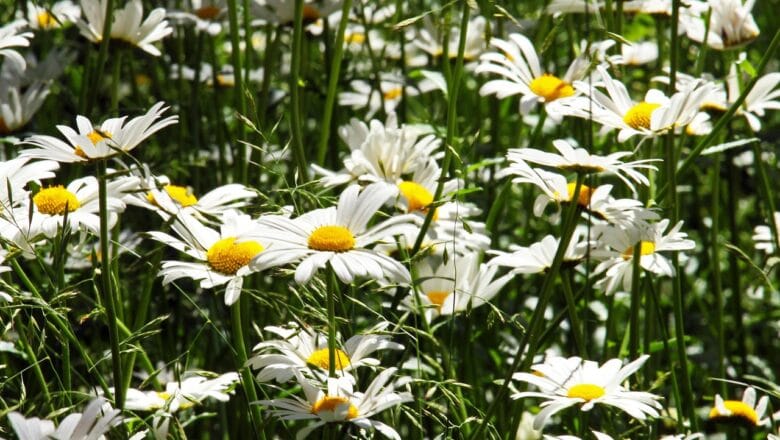 Margerytki – Kwiatki na Całe Lato: Przewodnik dla Miłośników