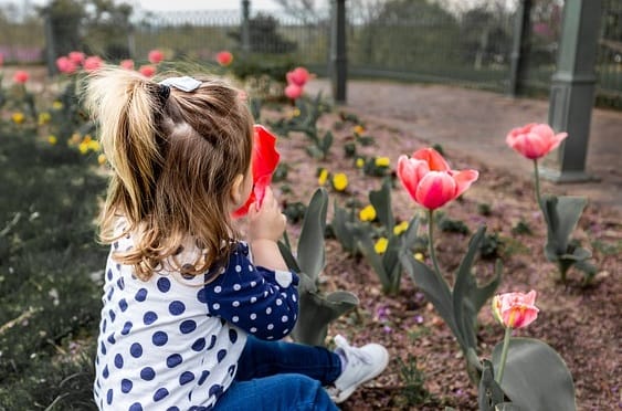 Ogród pełen zapachów