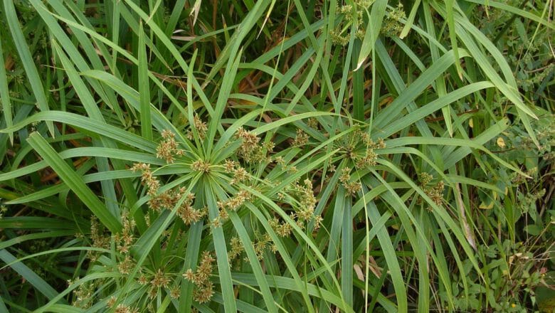 Cibora zmienna (Cyperus alternifolius) – poradnik uprawy