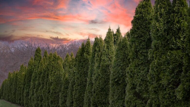 Tuje w ogrodzie – Uprawa i pielęgnacja – praktyczny poradnik