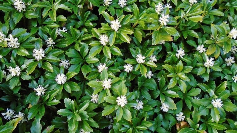 Runianka japońska (Pachysandra terminalis) – poradnik uprawy