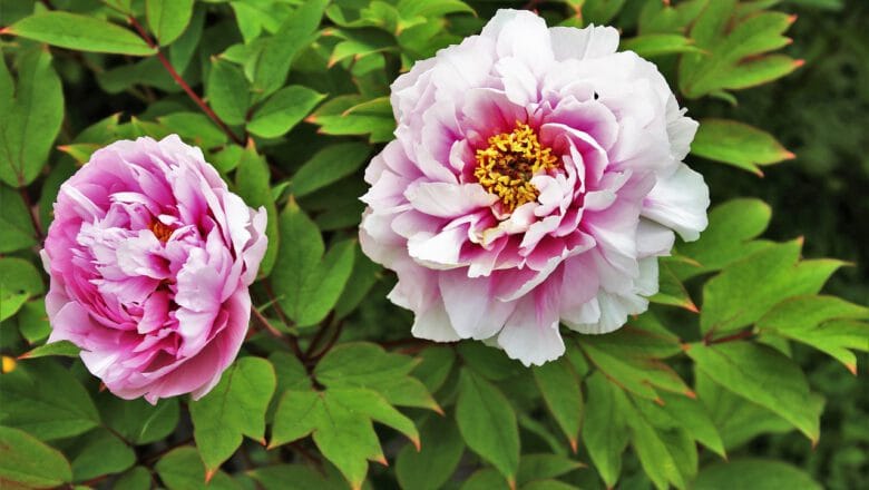 Piwonie – jak je rozmnażać i odmładzać? Praktyczny poradnik