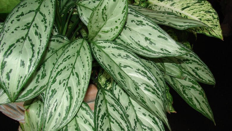 Aglaonema zmienna (Aglaonema commutatum) – poradnik uprawy