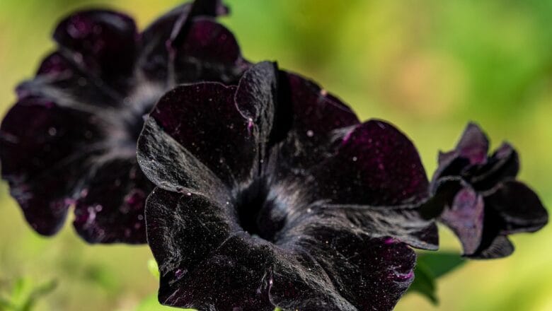 Kwiaty ogrodowe kwitnące na czarno – praktyczny przewodnik