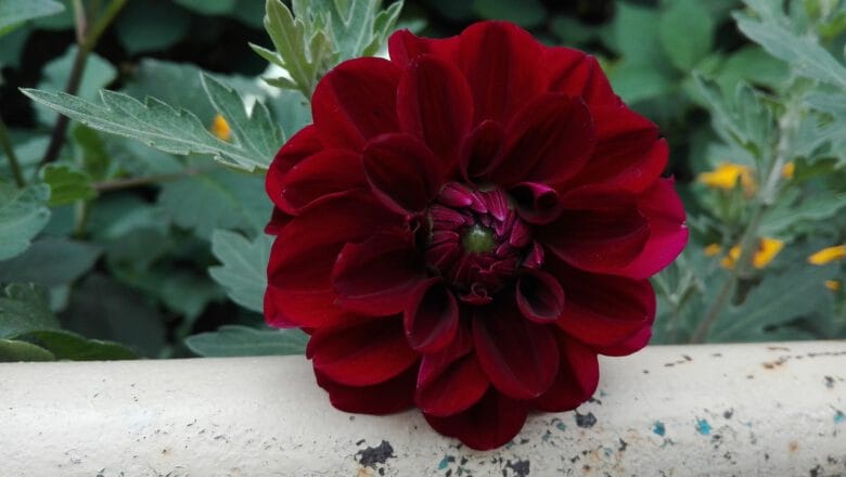 Sierpień w ogrodzie – praktyczny przewodnik