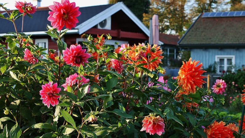 Wrzesień w ogrodzie – praktyczny poradnik i przewodnik