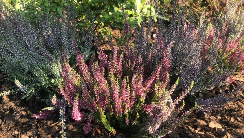 Uprawa i pielęgnacja wrzosów w ogrodzie – poradnik