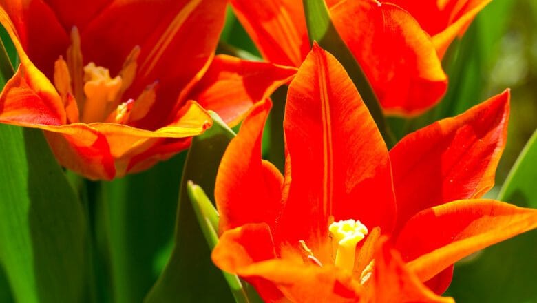 Kiedy sadzimy i jak dbamy o kwiaty cebulowe