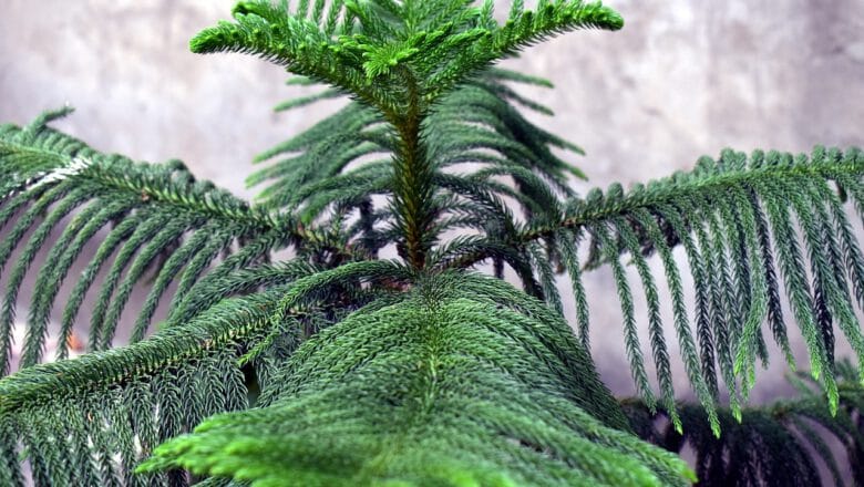 Araukaria wyniosła (Araucaria heterophylla) – Poradnik