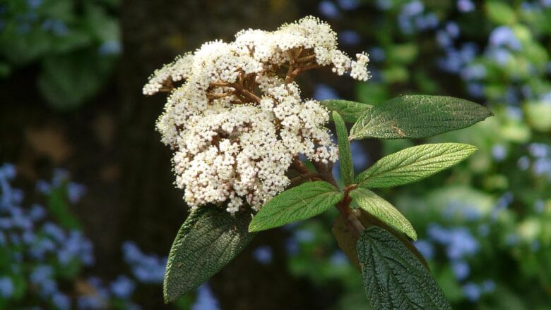 Kalina sztywnolistna(Viburnum rhytidophyllum) – wyjątkowy krzew