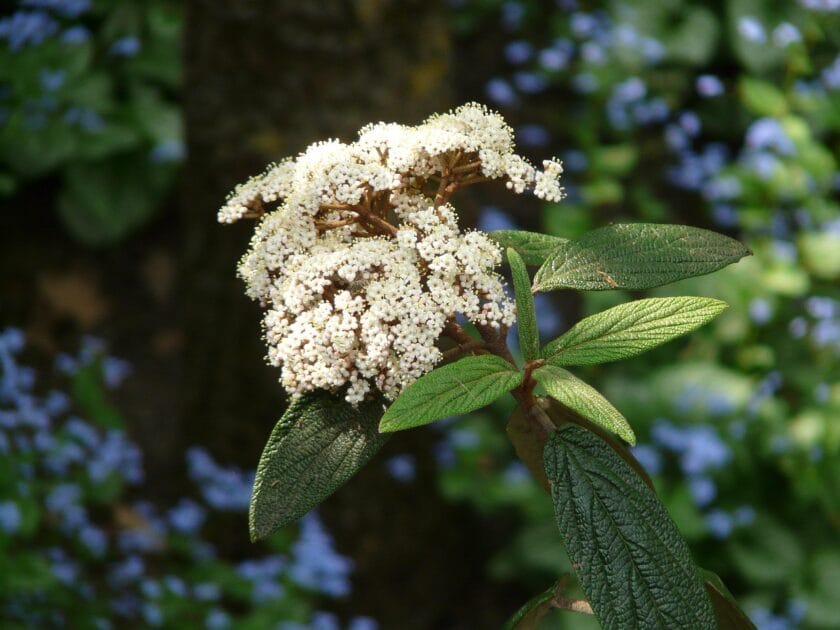Kalina sztywnolistna(Viburnum rhytidophyllum) - wyjątkowy krzew