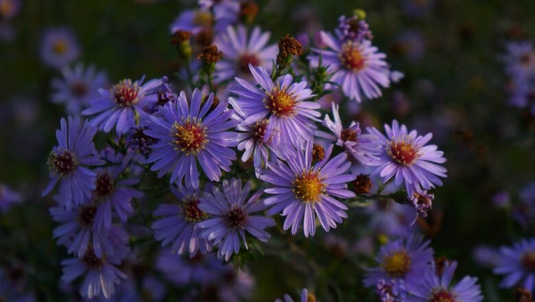 Jesienne astry, czyli popularne Marcinki – poradnik