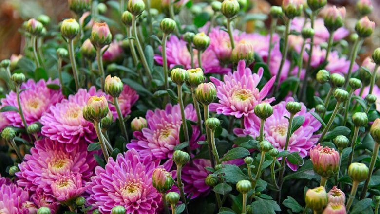 Chryzantemy w ogrodzie – Uprawa i pielęgnacja