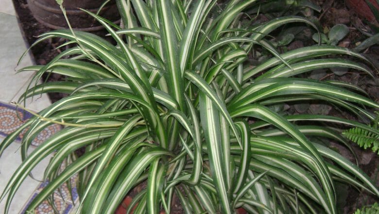 Zielistka Sternberga(Chlorophytum comosum) – poradnik uprawy