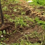 Przygotowanie podłoża pod uprawę warzyw – przewodnik