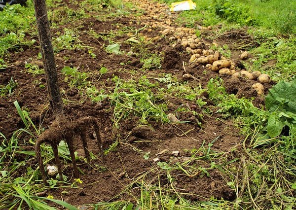 Przygotowanie podłoża pod uprawę warzyw – przewodnik