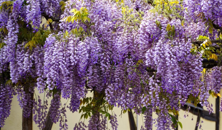 Glicynia (Wisteria sinensis)