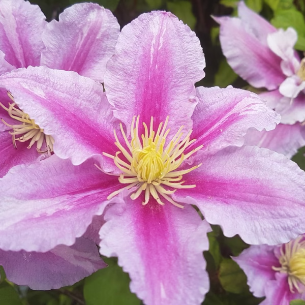 Najpiękniejsze kwitnące pnącza do ogrodu: Ożyw swój raj!