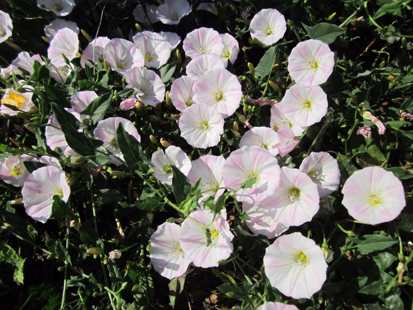 Powój (Convolvulus)