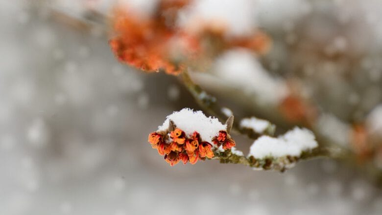 Oczary w ogrodzie – uprawa i pielęgnacja – poradnik