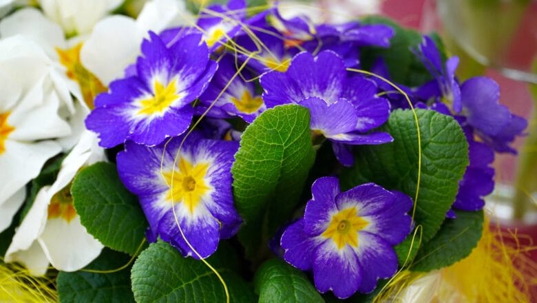 Prymulki – Pierwiosnki w doniczce i ogrodzie