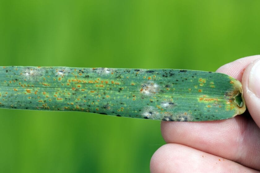 Puccinia graminis
