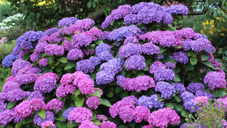 Cięcie hortensji. Jak prawidłowo je wykonać ?