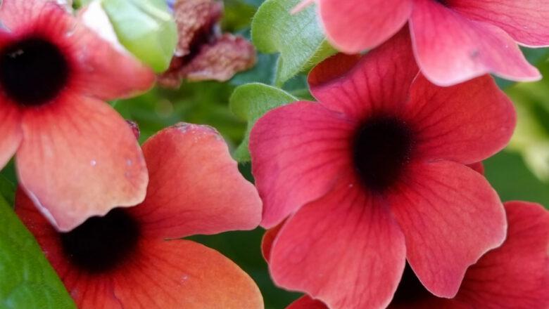 Jednoroczne pnącza w ogrodzie