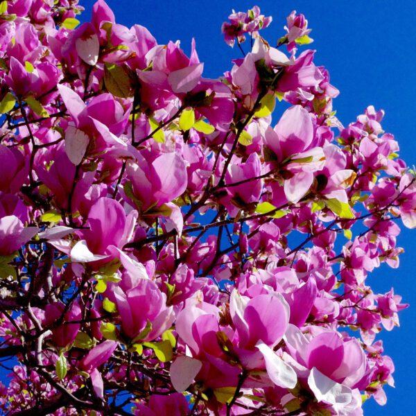 Magnolia to klejnot wśród roślin w ogrodzie – poradnik