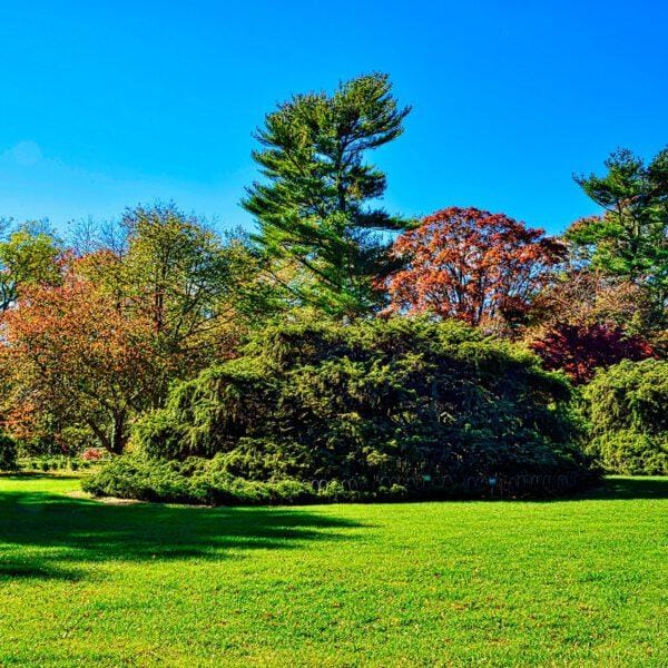 Trawnik w ogrodzie – kompleksowy poradnik